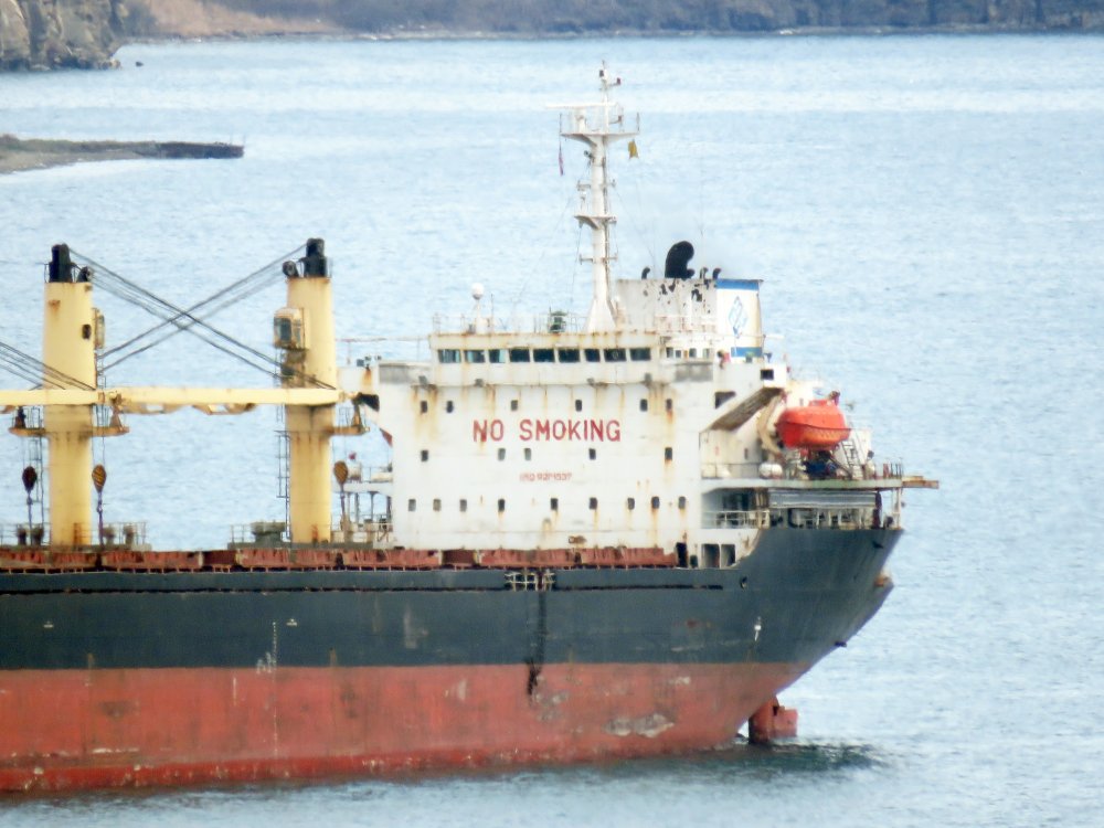 Holly Pioneer