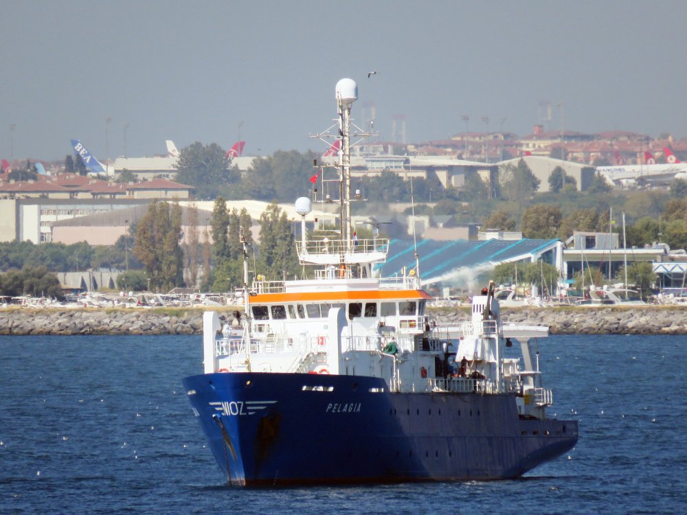 Pelagia